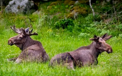 Moose in sweden Stock Photos
