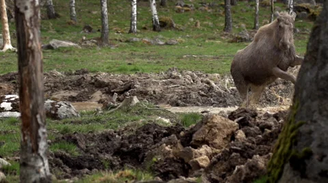 Moose in sweden - springtime Stock Footage 37630495