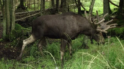 Moose in Swedish forest in summer Vídeos de archivo 165350063