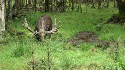 Moose in Swedish forest in summer Vídeos de archivo 165350218