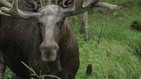 Moose in Swedish forest in summer Stock Footage 165351653