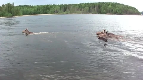 Moose swim in the lake. Stock Footage