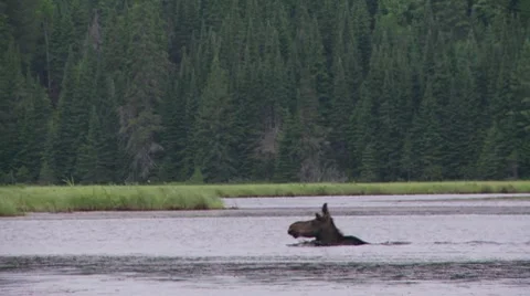 Moose swimming2 Stock Footage 8557023