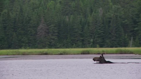 Moose swimming3 Stock-Footage 8557025
