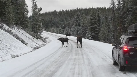 Moose threesome blocking traffic on winter highway, 4k Stock Footage 255621674