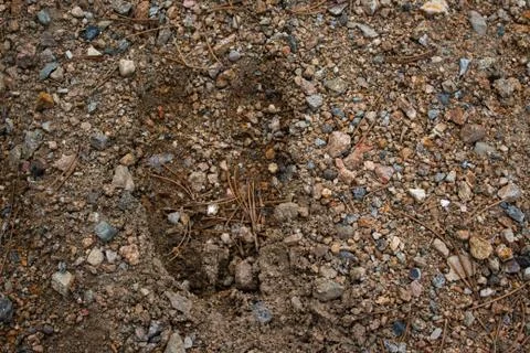 Moose Track Stock Photos