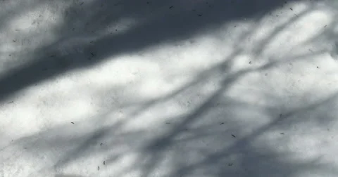 Moose track on the snow Stock Footage 49016118