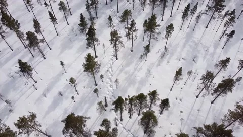 Moose tracks in forrest seen from drone Video stock 146754733