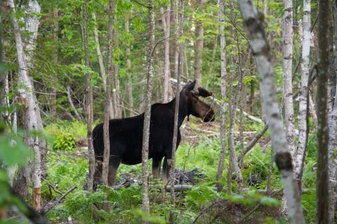 Moose in Trees Stock Photos