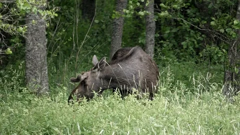 Moose tugs and pulls on grasses to eat. Video stock 295820822