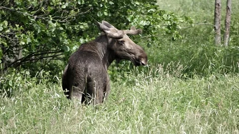 Moose turning its head from back to front. Video stock 295820651