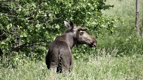 Moose turning its head in slow motion towards the camera. Video stock 295820345
