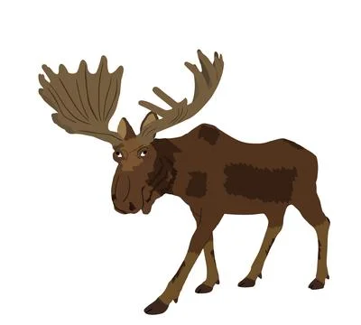 Moose vector illustration isolated on white background. Stock-Illustration