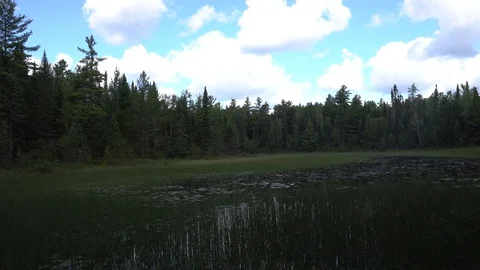 Moose Viewing Platform Lake Vídeos de archivo 116076608