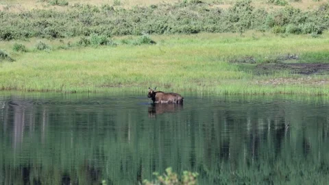 Moose Wading in a Pond Stock Footage 339514300