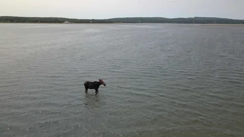 Moose Wading Through Shallow Lake Water with Forested Hills Stock Footage 332685657