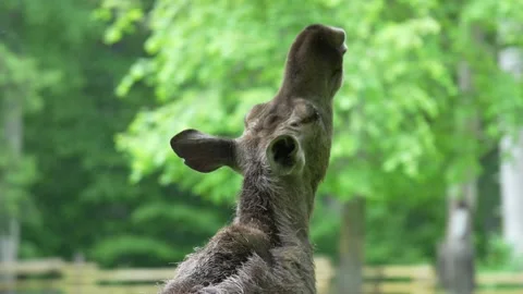 Moose walking and stretching 스톡 동영상 198006198