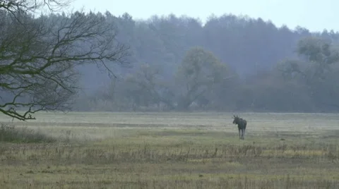 MOOSE WALKING BESIDE THE FOREST Stock Footage 68859342