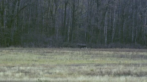 MOOSE WALKING BESIDE THE FOREST Stock Footage 68859344