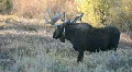 Moose walking bull in wild forest P HD 3328 HD Footage