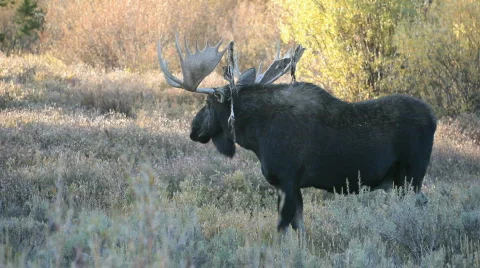 Moose walking bull in wild forest P HD 3328 Stock Footage
