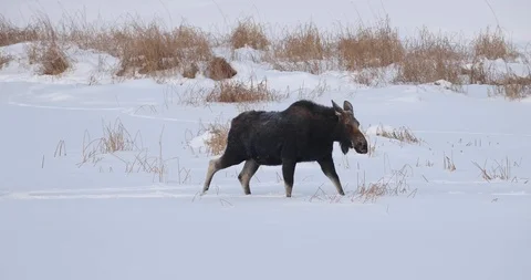 Moose walking in deep snow 1 Stock-Footage 119504245