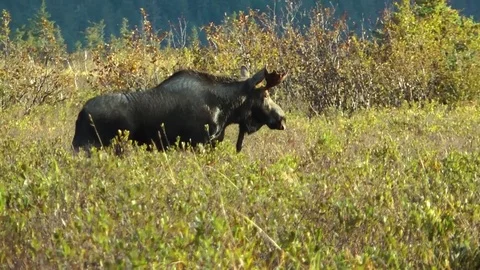 Moose walking in the forest 库存影片 83183369