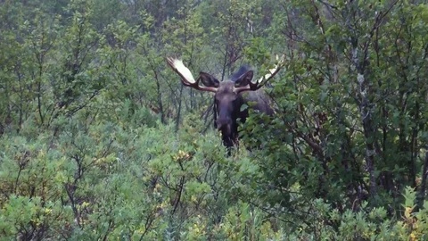 Moose walking in the forest Stock Footage 83304880