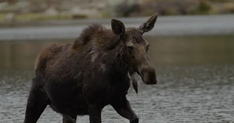 Moose walking in lake slow motion Stockbeeldmateriaal 248718526