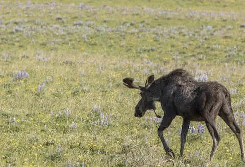Moose walking into meadow Stock Photos
