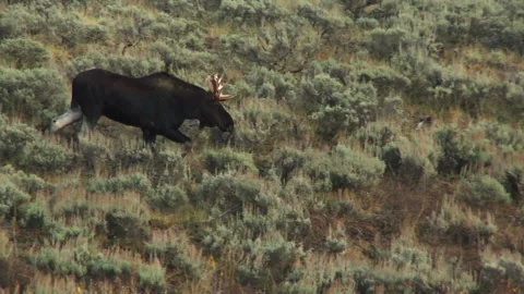 Moose Walking On Mountainside Grassland Vídeos de archivo 155889992
