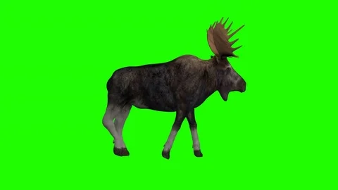 Moose walking in profile on a green screen Stock Footage 82284729