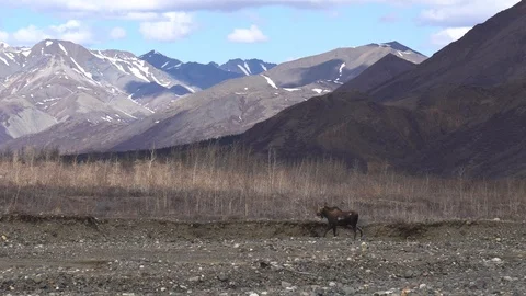 A moose walking up a river channel in Denali National Park, Alaska, USA. Stock Footage