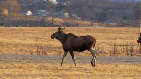 Moose walking in rural area high detail 4k Stock Footage 299993713