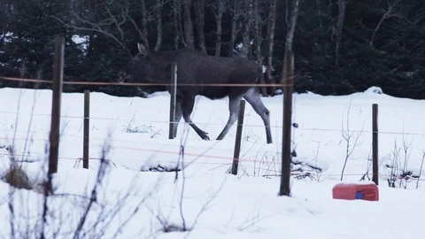 Moose walking slow motion Video stock 89504831