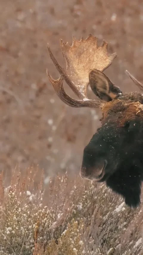 Moose walking slowly through snowy field Stock Footage 336332159