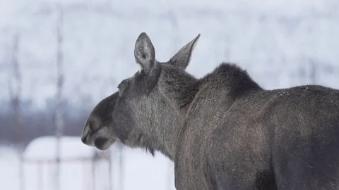Moose walking in snow in lapland Stock Footage 129164823