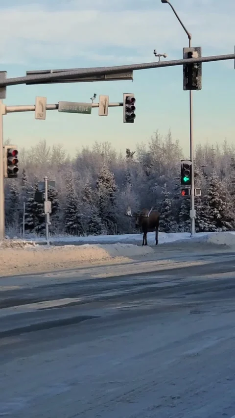 Moose Walking Through City Streets, Anchorage, Alaska, USA - 11 Dec 2020 Video stock 205329853
