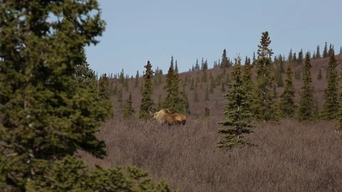 Moose walking through grass in Denali National Park Stock Footage 79100641