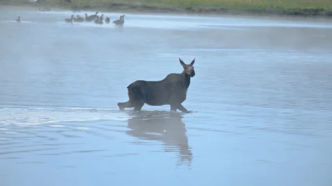 Moose walking through a shallow river Stock Footage 158192164