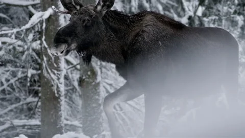 Moose walking through snowy forest in Bavarian Forest National Park Stock Footage 325637427
