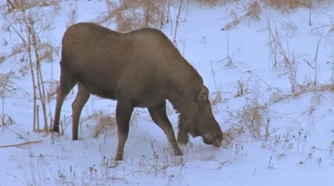 Moose Walking through Snowy Ravine in Evening 1 Stock Footage
