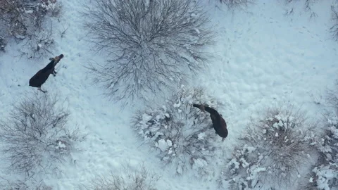Moose walking together in winter in search of food. Stock Footage 149188834