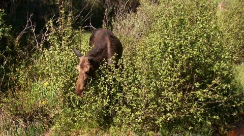 Moose walking to water Stock Footage 82456