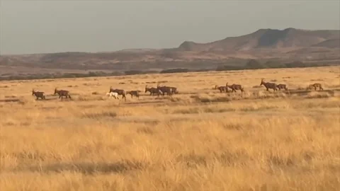 A moose walking in the wild Stock Footage 317739228