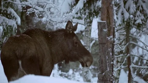 Moose. Walking. Winter. Stock Footage 78163459
