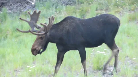 Moose Walking.mp4 Stockbeeldmateriaal 25674140
