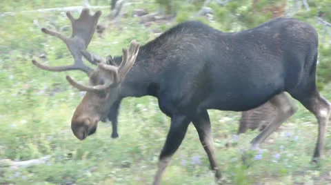 Moose Walks in clearing.mp4 Stockbeeldmateriaal 25674325