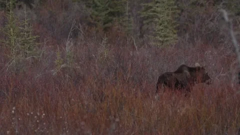 Moose walks through the frame Video stock 308667925