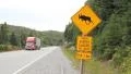 Moose warning sign with approaching red truck. HD Footage